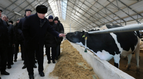 Почему Лукашенко переживает больше за скотину, чем за людей? Объяснение психолога