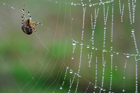 «Так драпежнік крадзецца да сваёй ахвяры, якая нічога не падазрае»