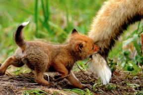 «Лиса укусила собственный хвост»